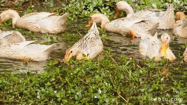 <strong>农</strong>村散养鸭子在池塘疯狂进食